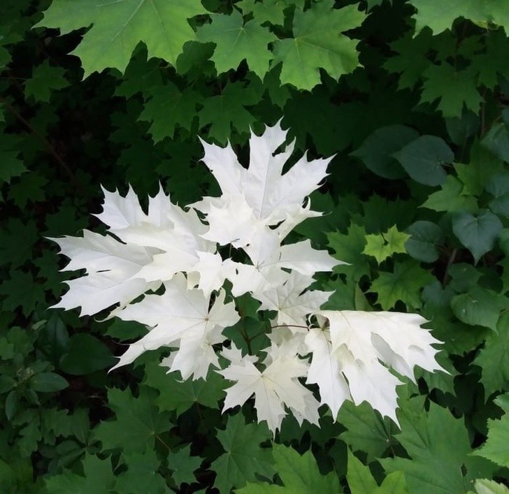 Um raro exemplar de planta albina.