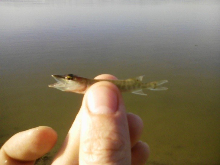 The very small beginning of the famously huge wild Siberian Pike!
