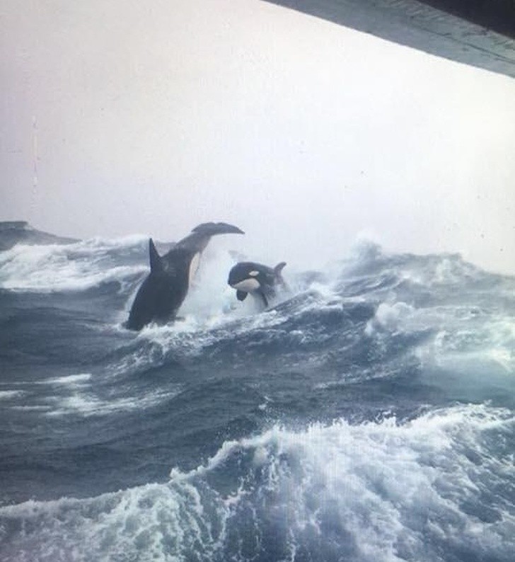 Orcas that defy a heavy sea storm