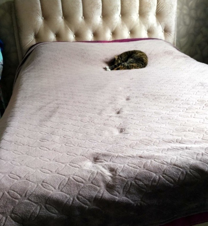 This cat has left its paw prints on the bedspread.