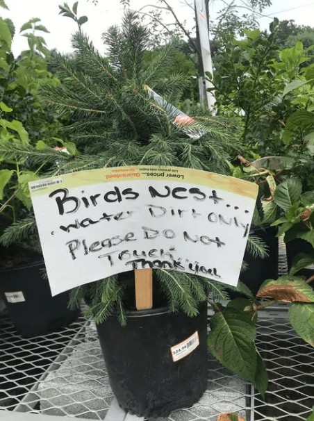 Les propriétaires d'une pépinière qui avertissent les employés d' arroser la plante sans la toucher, parce qu'elle abrite un nid.