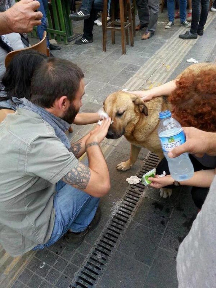 2. Demonstranten behandeln einen Hund, der von Tränengas getroffen wird.