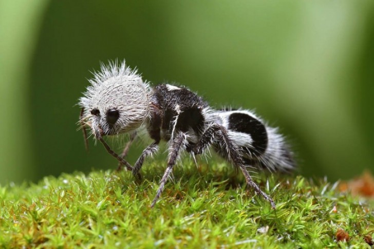 1. Formica Panda.