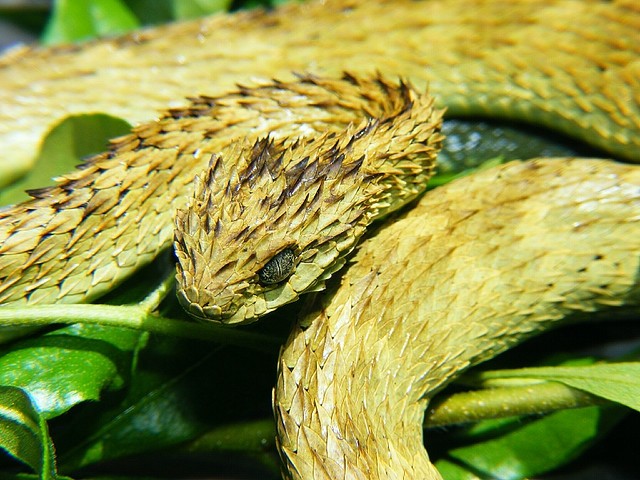 10. Atheris Hispida.