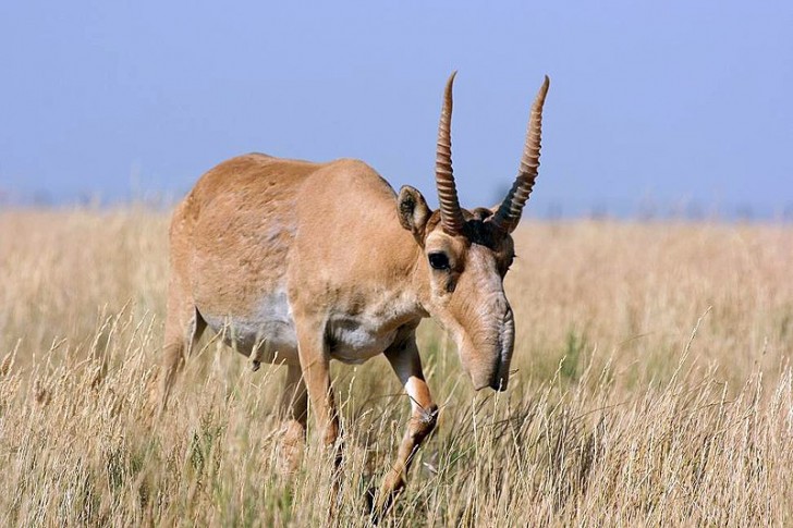 11. Saiga dell Russia.