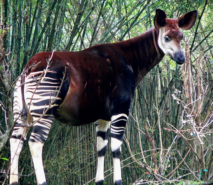 15. Okapi.