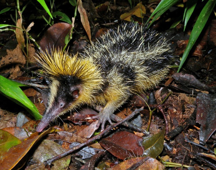 2. Tenrec Striato da Pianura.