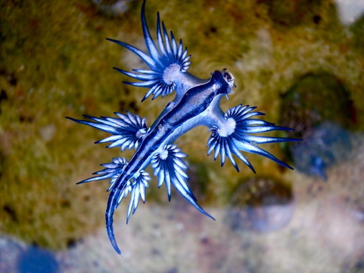 4. Glaucus Atlanticus