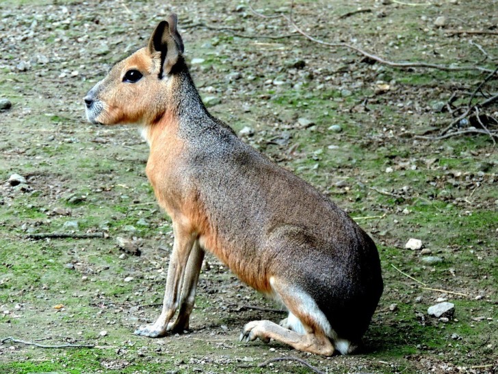 6. Marà von Patagonien.