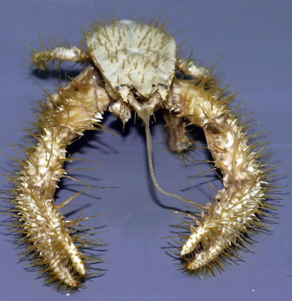 7. Crabe yéti.