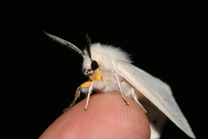 8. Papillon caniche du Venezuela