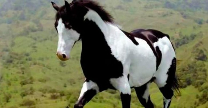 3. Amerikanisches Paint Horse.