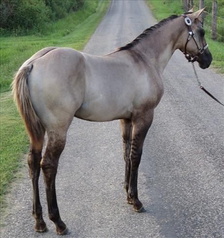 5. Grullo Pferd.