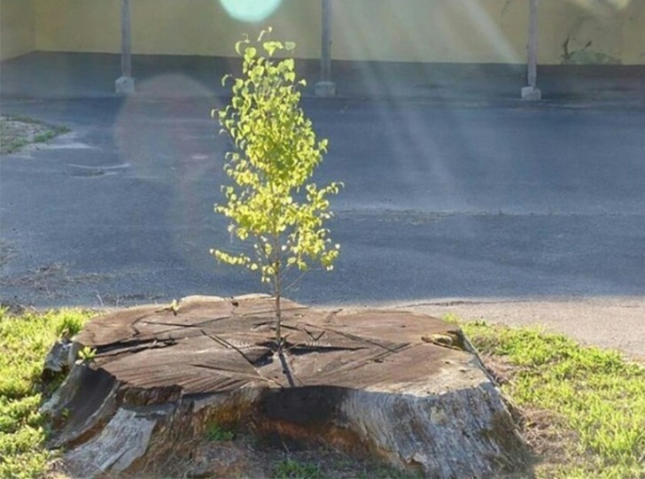 1. Ein anderer Baum wächst aus dem Stamm eines Baumes.