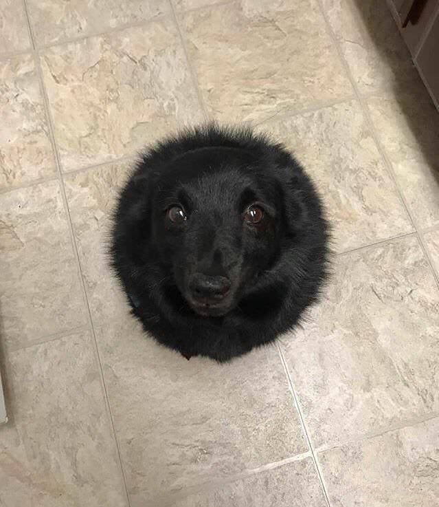 5. Il mio cane, una palla di pelo.