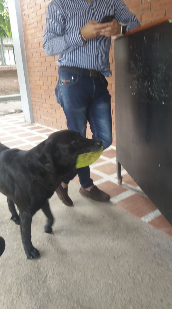 8. Questo cane ha visto gli studenti dare soldi in cambio di cibo al bar della scuola e ora porta delle foglie per avere cibo anche lui.