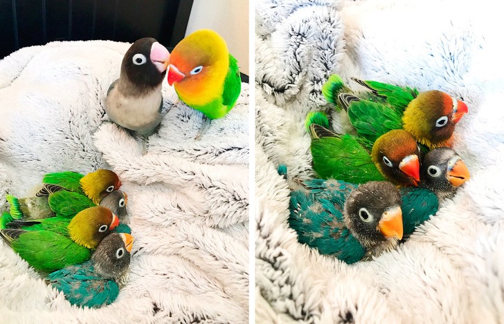 1. Kiwi and Goth from being engaged became the mom and dad of four, colorful baby parrots!