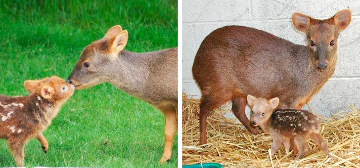 12. El Pudu sera tambien el ciervo mas pequeño del mundo pero seguramente es tambien el mas tierno.