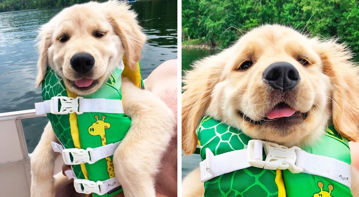 13. La première sortie au lac pour ce chiot avec sa bouée de sauvetage.