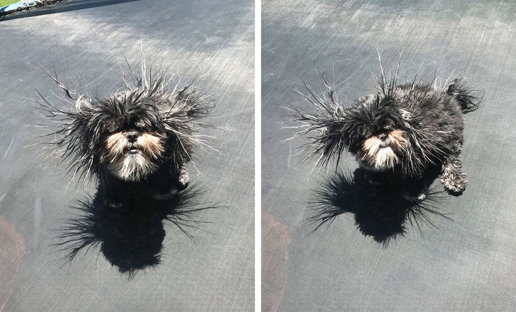 15. Het effect dat een trampoline op een harig hondje heeft dat van plezier maken houdt