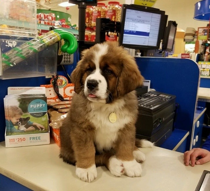 19. It is not a stuffed animal toy, but a real 12-week-old Saint Bernard puppy!