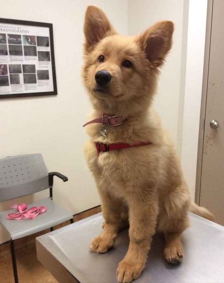 20. German Shepherd + Golden Retriever = a furry ball of love