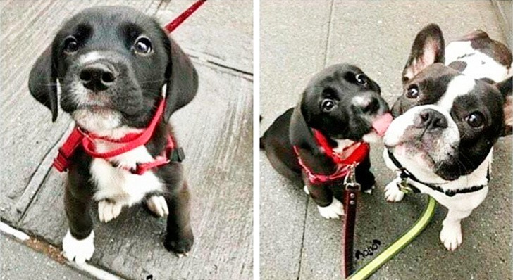 23. Cuando brotas amor de todos los poros y no puedes hacer a menos de saludar con una lamida a todos los perros que se te acercan