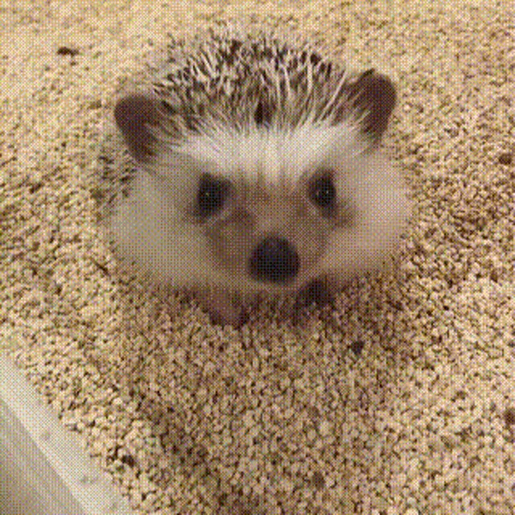 4. Stretching lessons from a hedgehog to perform in the morning when you wake up ...