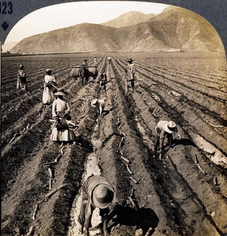 Plantation de canne à sucre, Lima, Pérou, 1900.