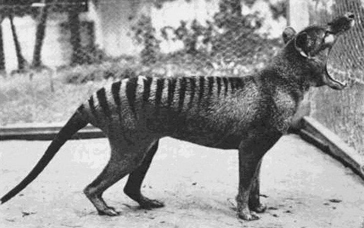 Eines der letzten Beispiele für den tasmanischen Wolf, 1933.