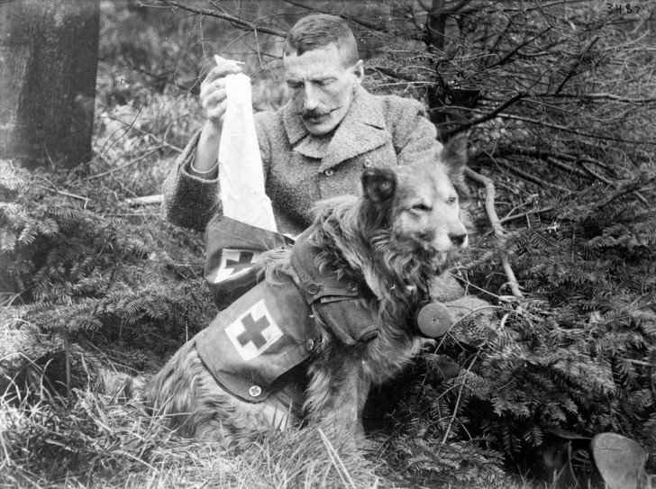 Un soldat britannique récupère des bandages d'un chien d'urgence, 1915.