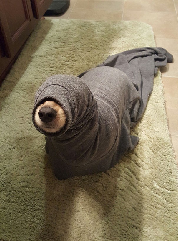 Hoy en el baño he encontrado una foca desaparecida...