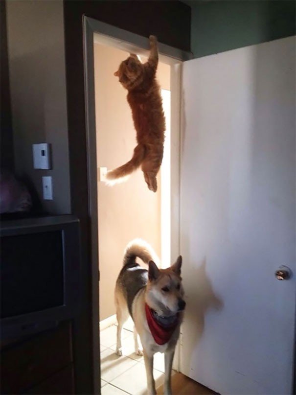 "Hey! Tell me where the cat is!"