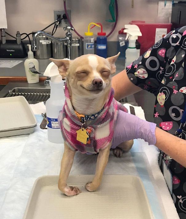 Um cachorro que adora ir no veterinário.