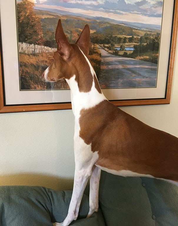 Er denkt, das Gemälde sei ein Fenster...