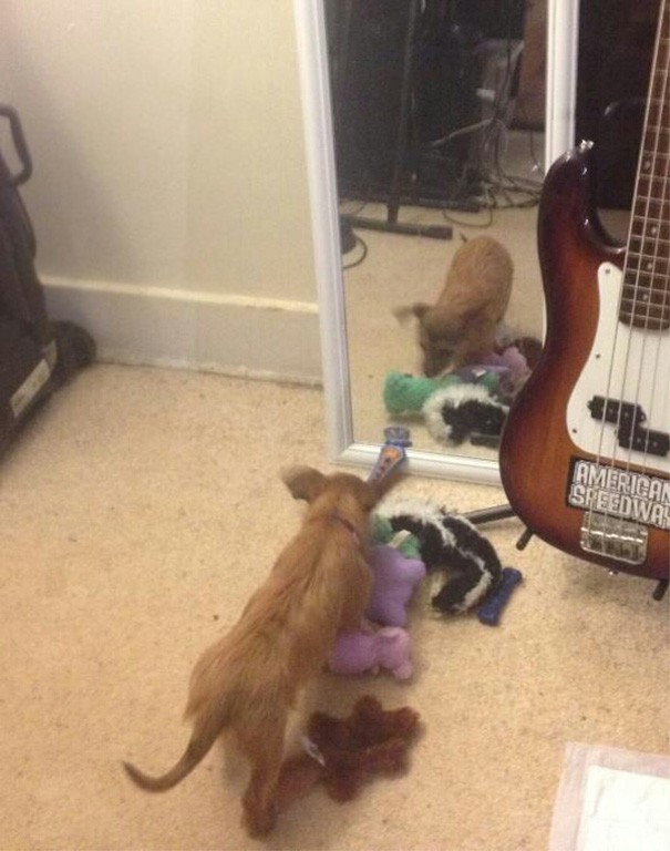 Ze sleept al haar speeltjes naar de spiegel zodat ze er haar "vriendje" mee kan laten spelen die ze in de weerspiegeling ziet!