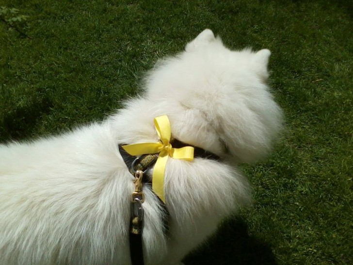 Si ves un perro con un moño amarillo no deberías acercarte: significa que tiene necesidad de espacio - 1