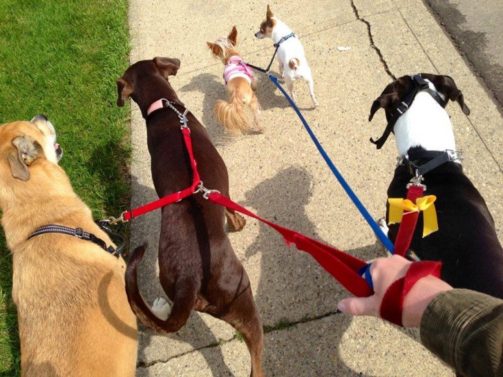 Many dog ​​owners have started to put a yellow ribbon bow around their dog's neck or leash.