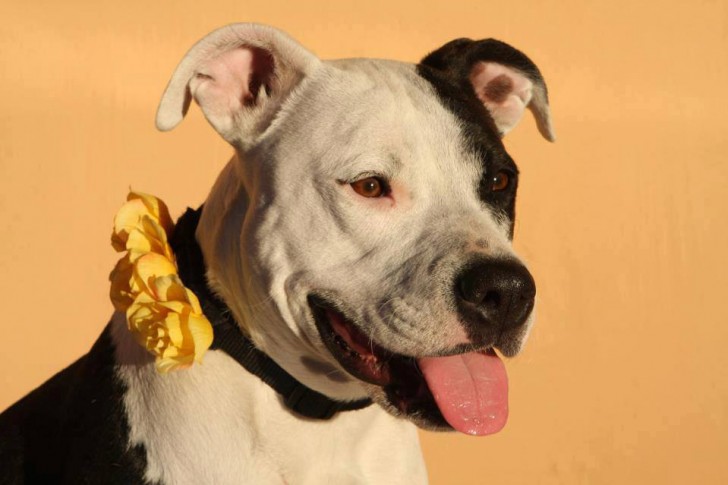 If you see a dog with a yellow bow you shouldn't get close: It means that it needs its space - 6