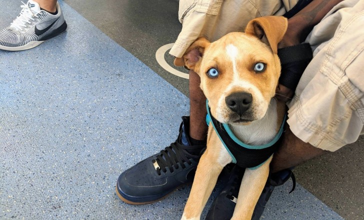 Husky+Pit Bull