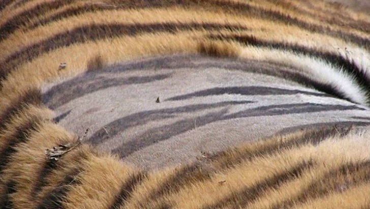 1. Non hanno solo il pelo tigrato, ma anche la pelle ha delle striature.