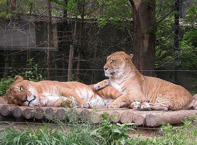 3. Il existe le ligre et le tigon, félins hybrides entre un lion et un tigre.