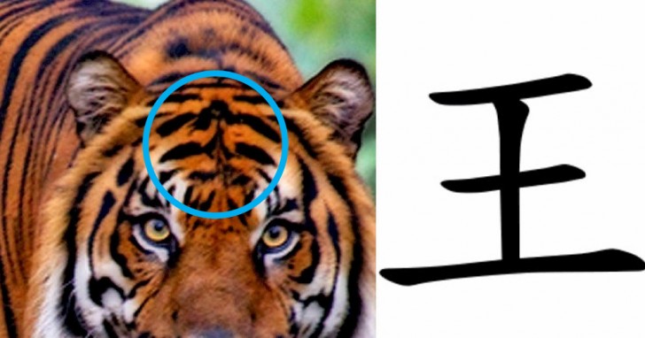4. Les stries sur le museau des tigres sont identifiées par le caractère chinois signifiant " le roi ".