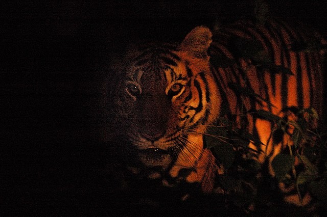 6. La vue d'un tigre dans l'obscurité est 6 fois meilleure que celle de l'homme.