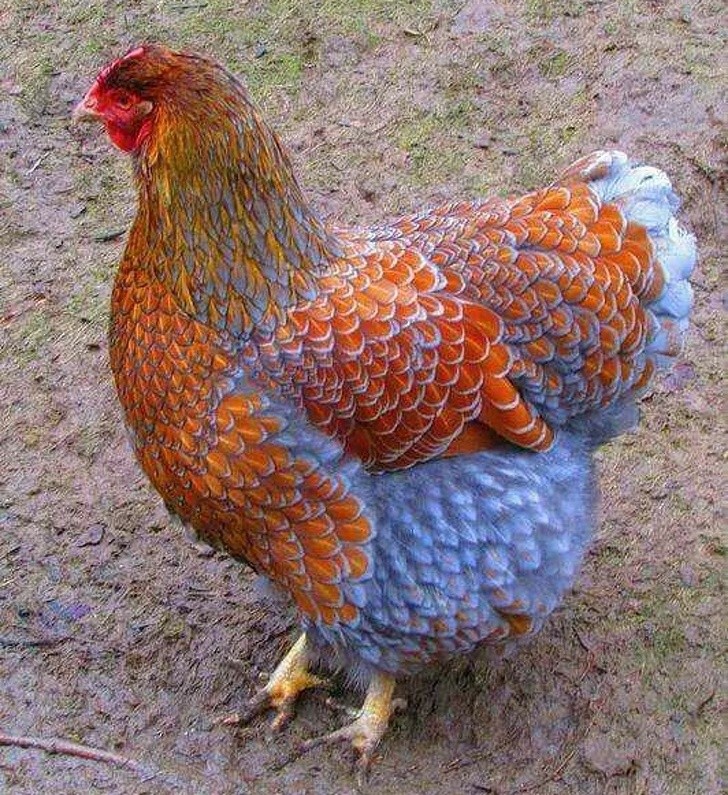 6. Una gallina che sembra una fenice.
