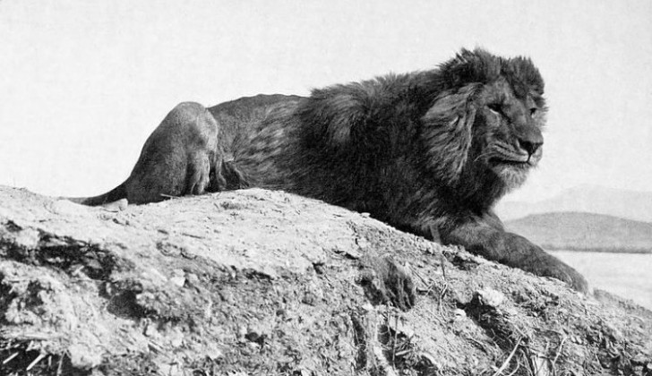1. Le lion Berbère - éteint en 1942