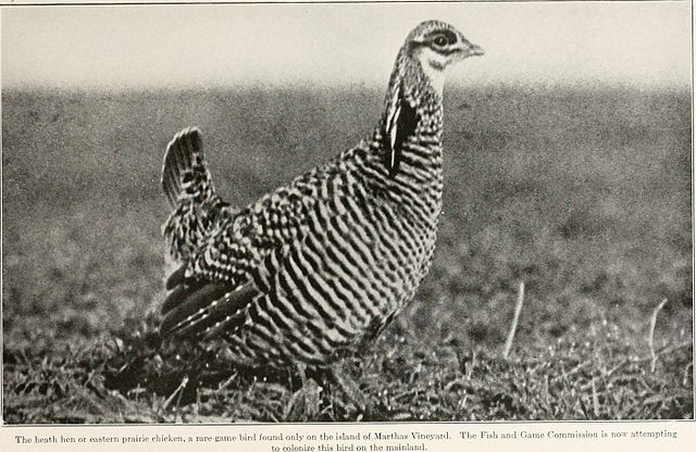 10 Die Henne von Heath-ausgestorben im Jahre 1932