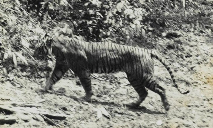 3. Le tigre de Java - éteint entre 1980 et 1990