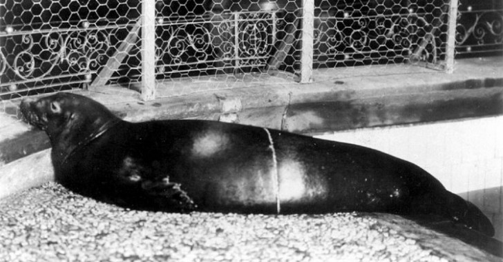 5. Phoque moine des Caraïbes - disparu en 1952