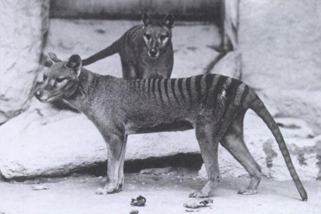7. Le Thylacine - disparu en 1936.